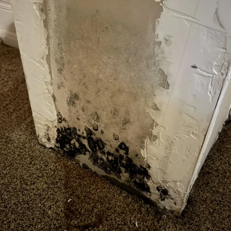 Professional Mold Removal in Canadian Lakes, MI